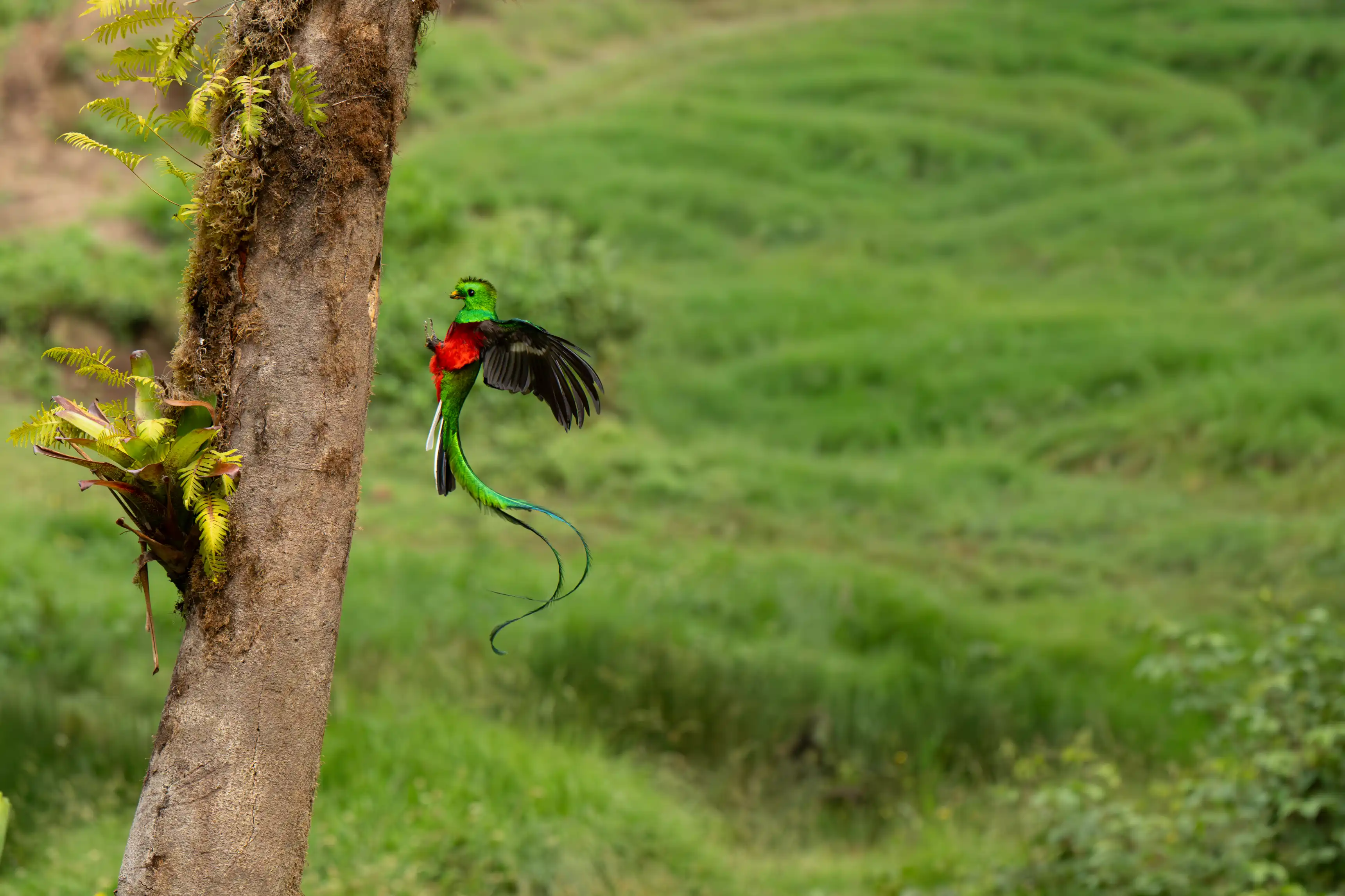 Resplendent Quetzal in Costa Rica